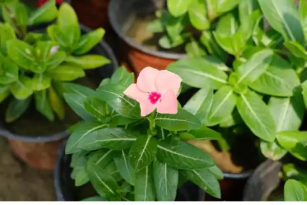 长春花怎么繁殖，撒播种子并覆盖细土