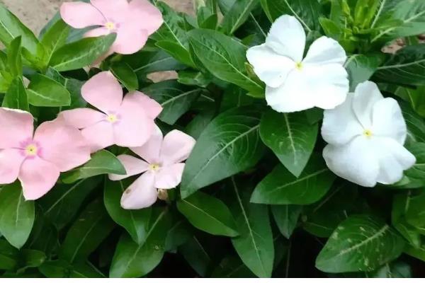 长春花怎么繁殖，撒播种子并覆盖细土