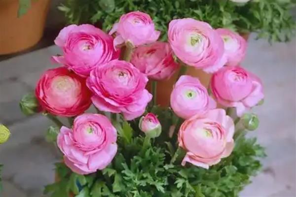 花毛茛什么时候开花,主要是在春季开花