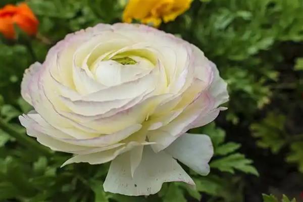 花毛茛什么时候开花,主要是在春季开花