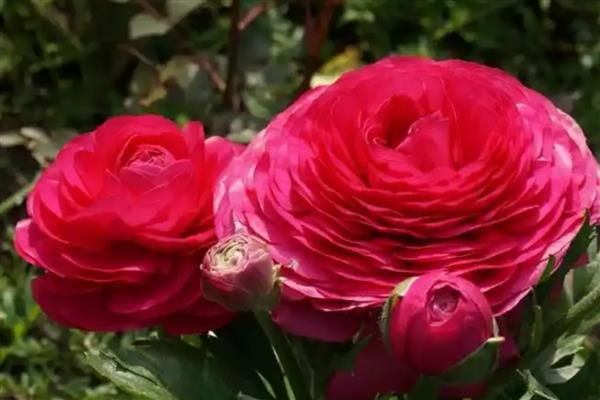 花毛茛什么时候开花,主要是在春季开花