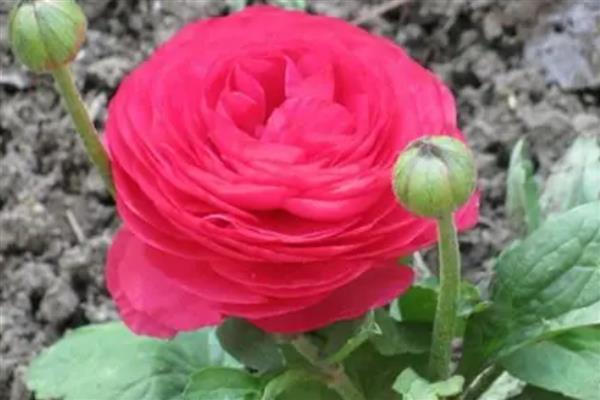 花毛茛什么时候开花,主要是在春季开花