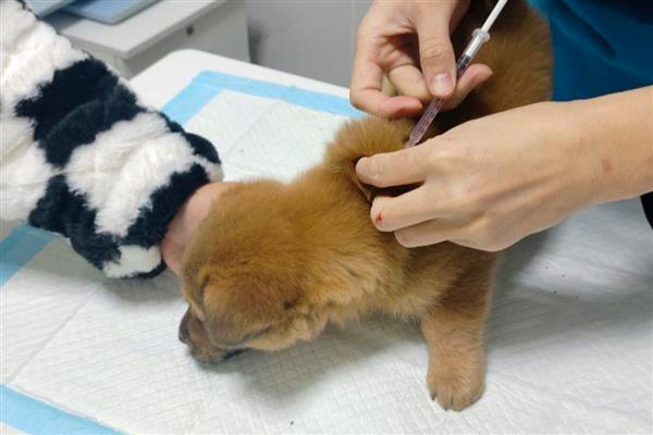 狗狗打疫苗的注意事项,免疫结束后需观察半小时以上