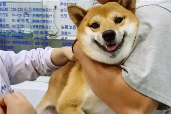 狗狗打疫苗的注意事项,免疫结束后需观察半小时以上