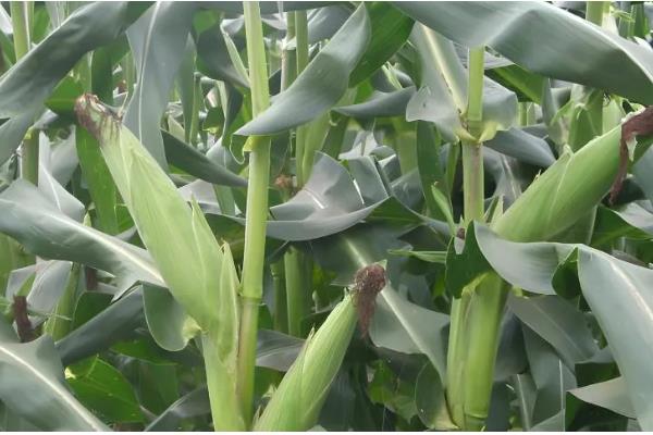 水果玉米的种植前景，种植前景广阔