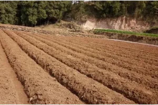 水果玉米的种植前景，种植前景广阔