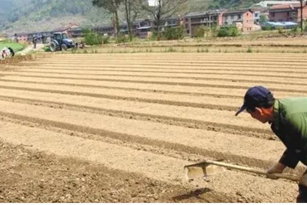 水果玉米的种植前景，种植前景广阔