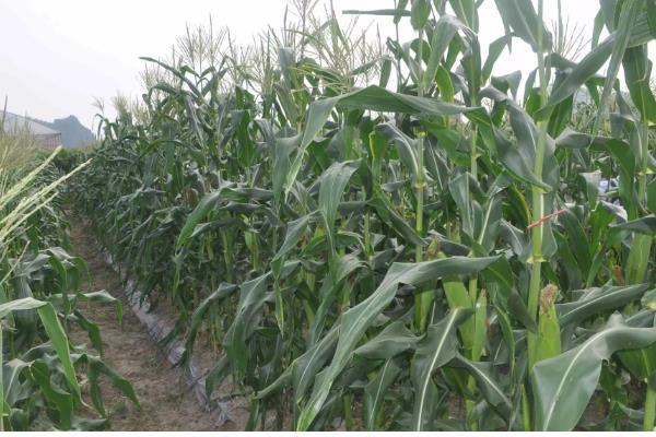 水果玉米的种植前景，种植前景广阔