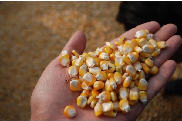 水果玉米的种植前景，种植前景广阔