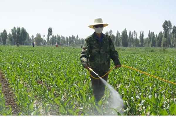水果玉米的种植前景，种植前景广阔
