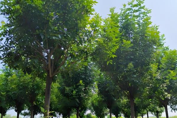 白蜡树好不好活，白蜡树好活