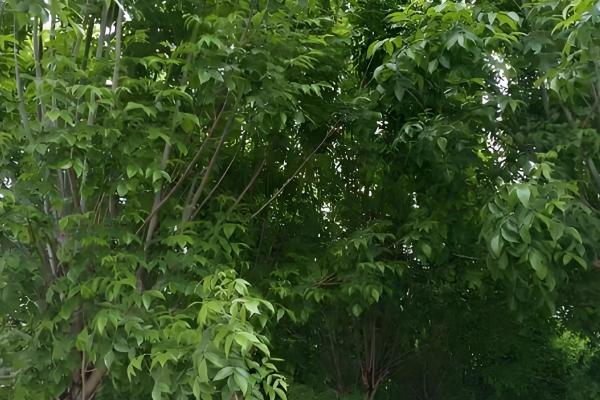 白蜡树好不好活，白蜡树好活