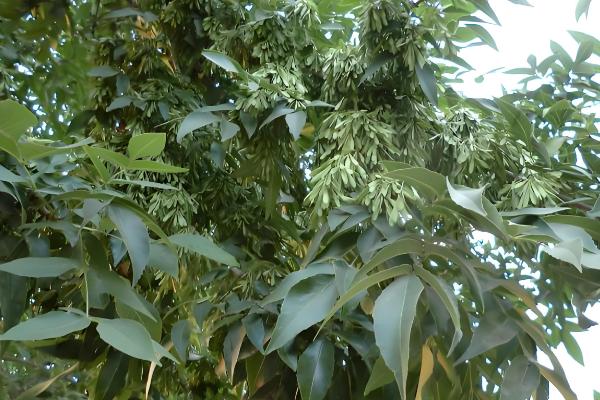 白蜡树好不好活，白蜡树好活