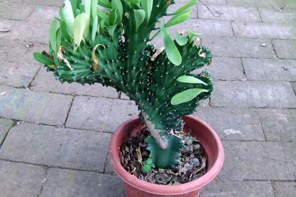 麒麟掌的繁殖方法，主要是以扦插为主