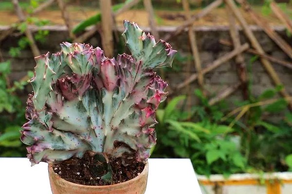 麒麟掌的繁殖方法，主要是以扦插为主