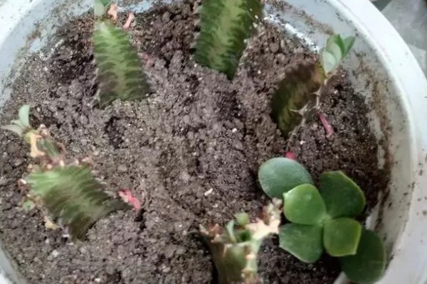 麒麟掌的繁殖方法，主要是以扦插为主