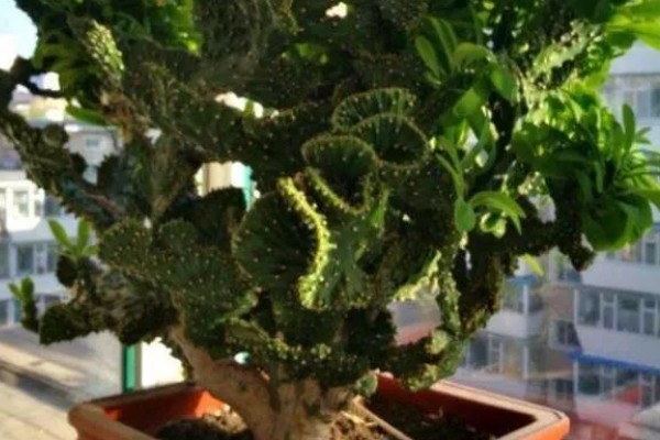 麒麟掌的繁殖方法，主要是以扦插为主