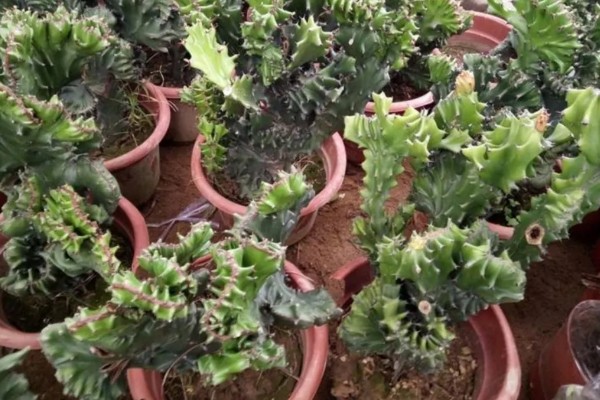 麒麟掌的繁殖方法，主要是以扦插为主