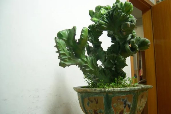 麒麟掌的繁殖方法，主要是以扦插为主