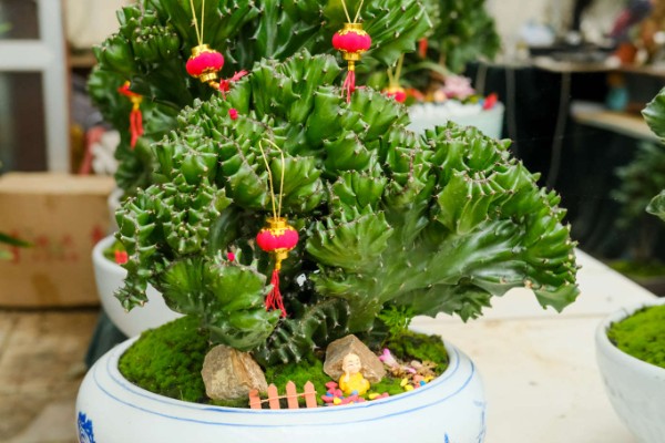 麒麟掌的繁殖方法，主要是以扦插为主