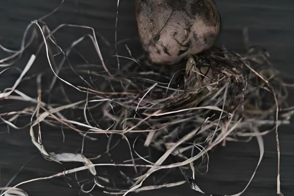 水仙烂根发臭如何修根,及时修剪掉腐烂的根