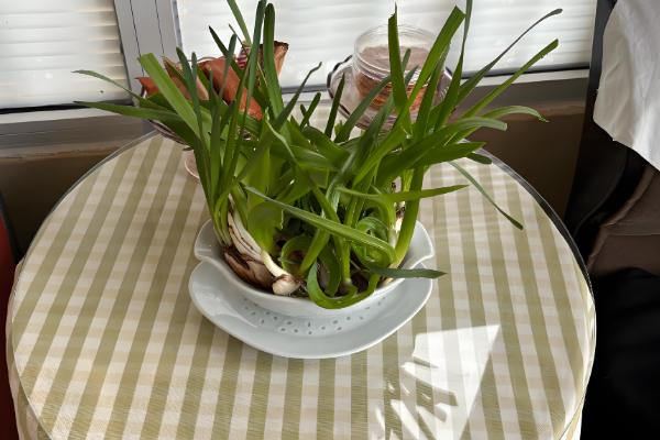 水仙烂根发臭如何修根,及时修剪掉腐烂的根