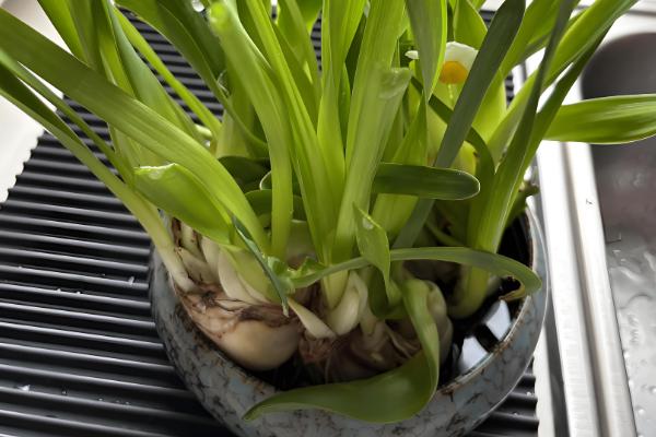 水仙烂根发臭如何修根,及时修剪掉腐烂的根