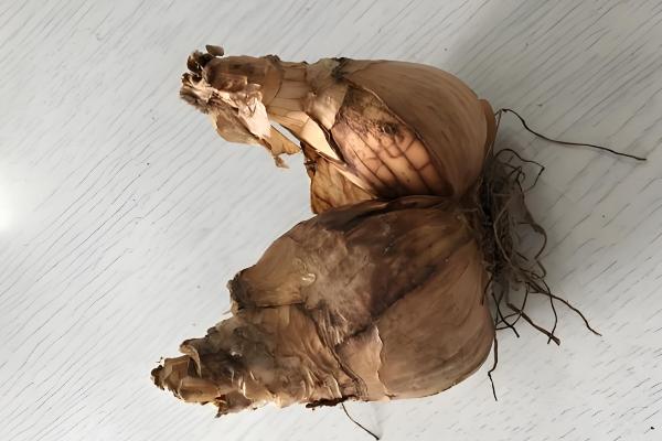 水仙烂根发臭如何修根,及时修剪掉腐烂的根