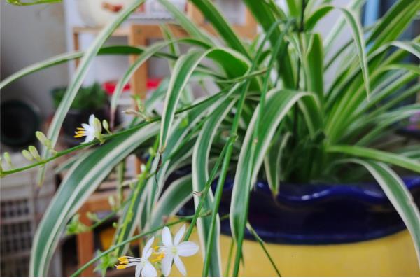 金边吊兰叶子发软无力的原因，可能是浇水不当所致