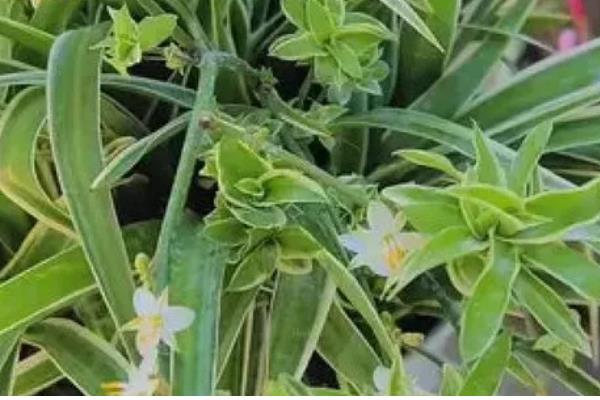 金边吊兰叶子发软无力的原因，可能是浇水不当所致
