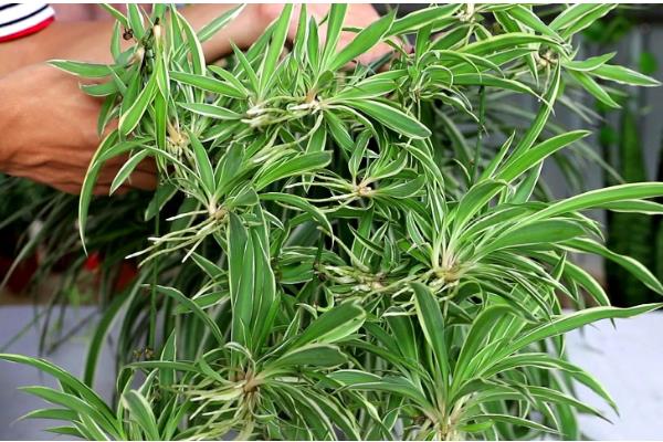 金边吊兰叶子发软无力的原因，可能是浇水不当所致