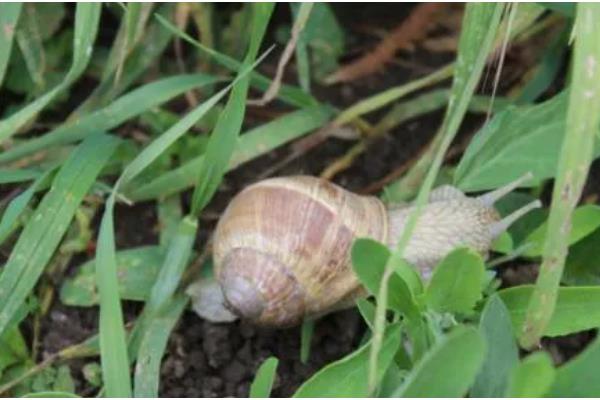 菜地蜗牛能给鸡吃吗，少许喂鸡是可以的