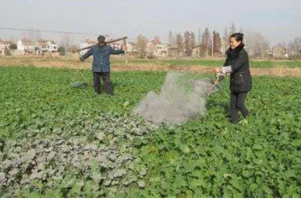 菜地蜗牛能给鸡吃吗，少许喂鸡是可以的