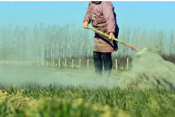 菜地蜗牛能给鸡吃吗，少许喂鸡是可以的