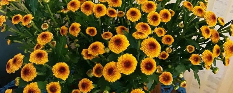 纽扣菊如何养殖，摆放在温和的阳光下养殖