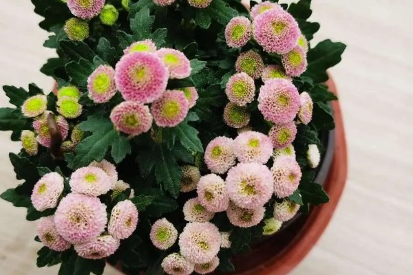 纽扣菊如何养殖，摆放在温和的阳光下养殖