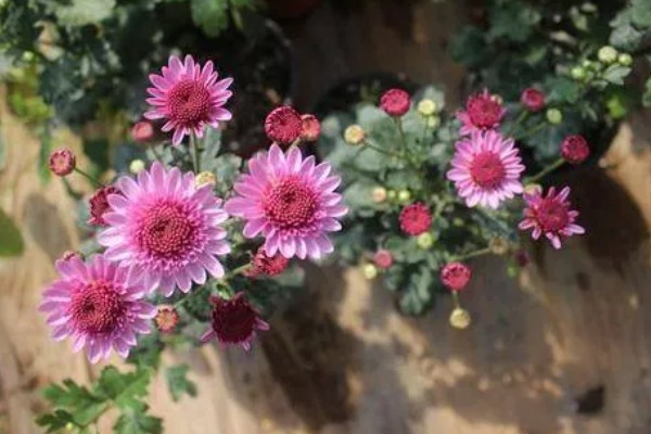 纽扣菊如何养殖，摆放在温和的阳光下养殖