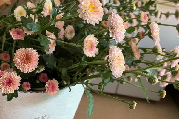 纽扣菊如何养殖，摆放在温和的阳光下养殖