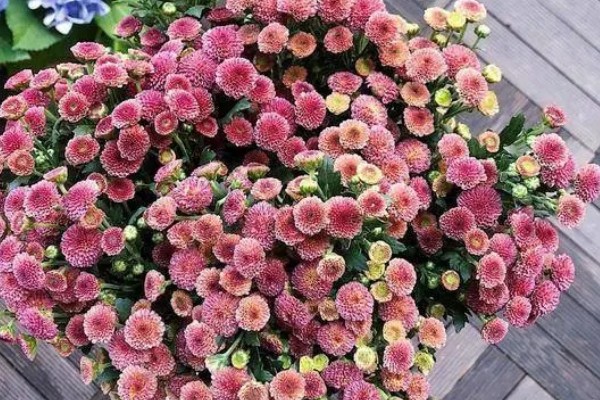 纽扣菊如何养殖，摆放在温和的阳光下养殖
