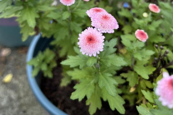 纽扣菊如何养殖，摆放在温和的阳光下养殖