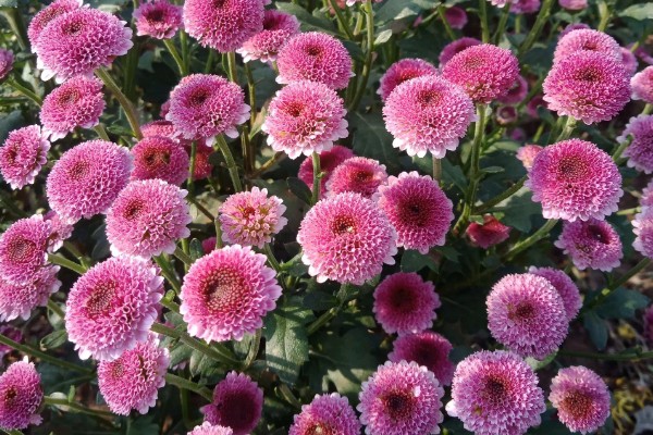 纽扣菊如何养殖，摆放在温和的阳光下养殖