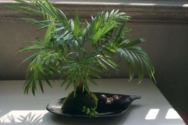 凤尾竹的名字由来,其叶子非常像凤凰的尾羽