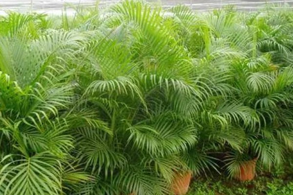 凤尾竹的名字由来,其叶子非常像凤凰的尾羽