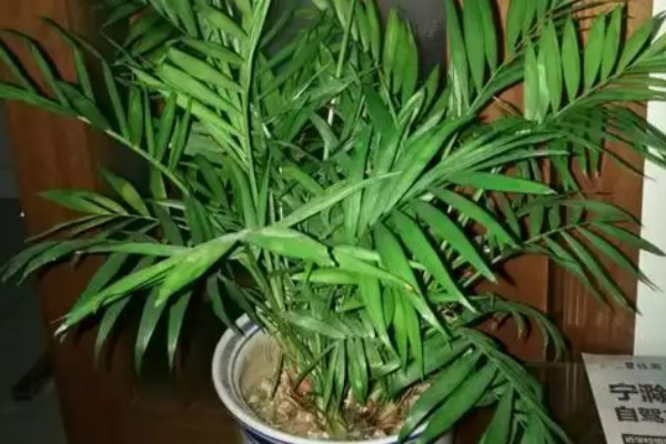 凤尾竹的名字由来,其叶子非常像凤凰的尾羽