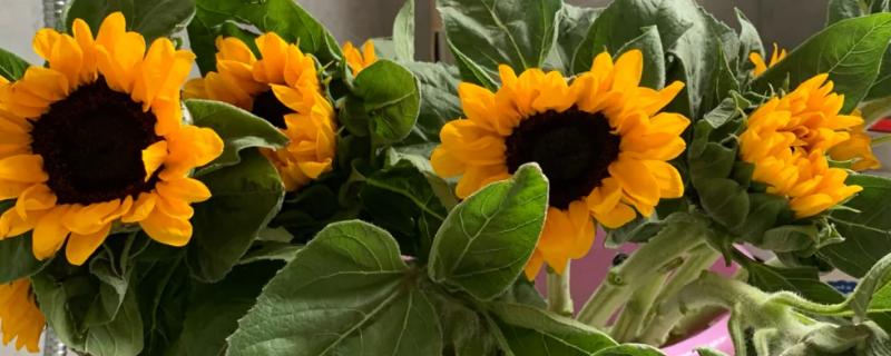 向日葵的醒花时间，需要浸泡3-4个小时