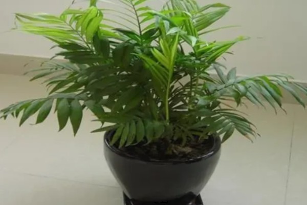 凤尾竹的名字由来,其叶子非常像凤凰的尾羽