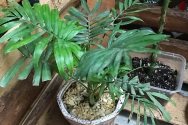 凤尾竹的名字由来,其叶子非常像凤凰的尾羽