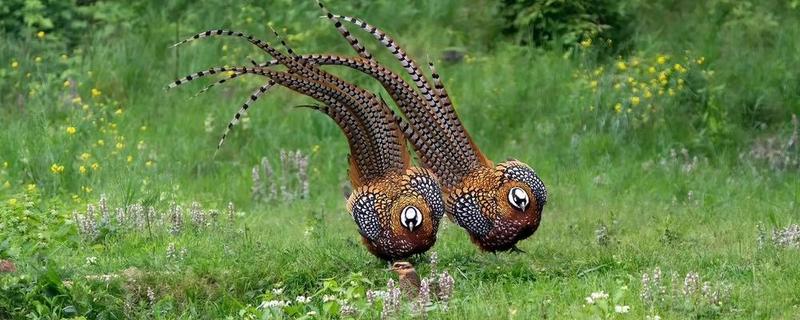 国家一级保护植物有哪些，一级保护植物有银杏、银杉等