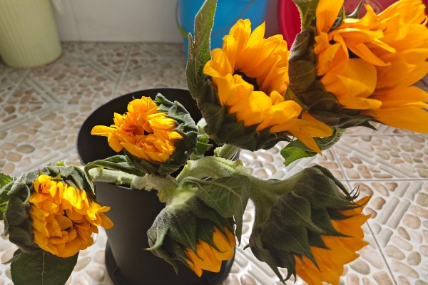 向日葵的醒花时间，需要浸泡3-4个小时