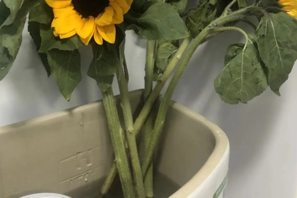 向日葵的醒花时间，需要浸泡3-4个小时